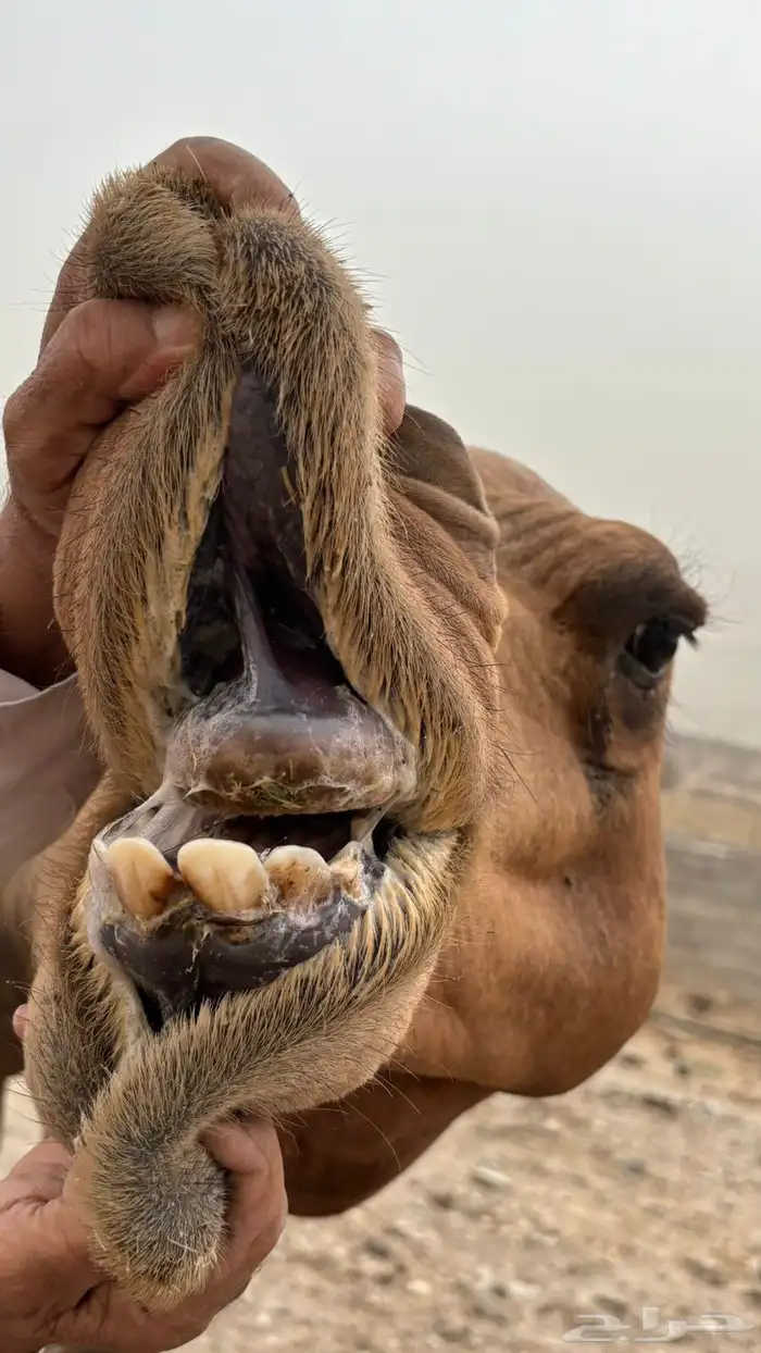 جمل ساحلي للبيع 5