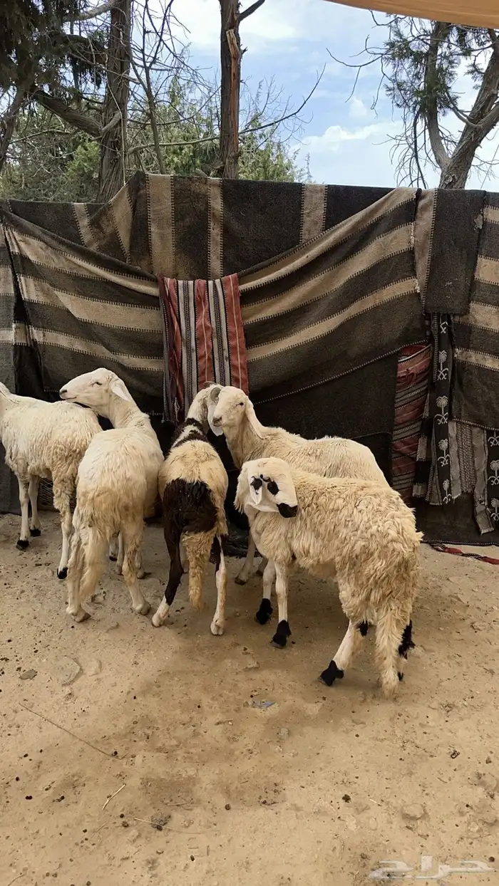 خمس طليان مرباه خمس اشهر على مرعى وحب 0