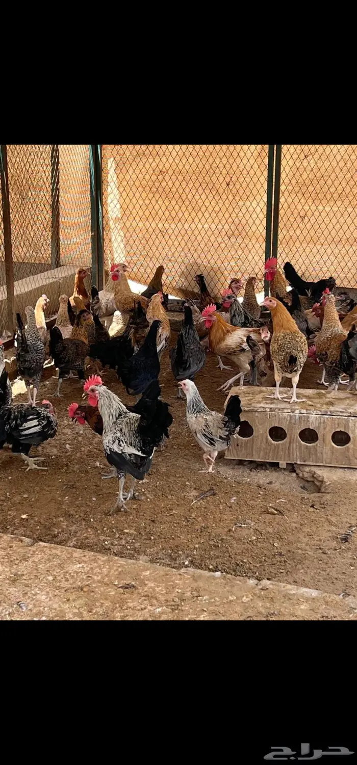 دجاج بلدي خاص 2