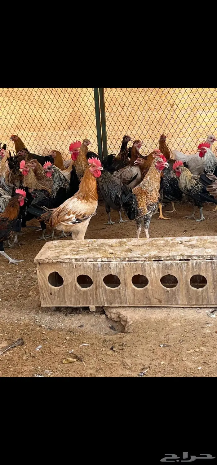 دجاج بلدي خاص 0