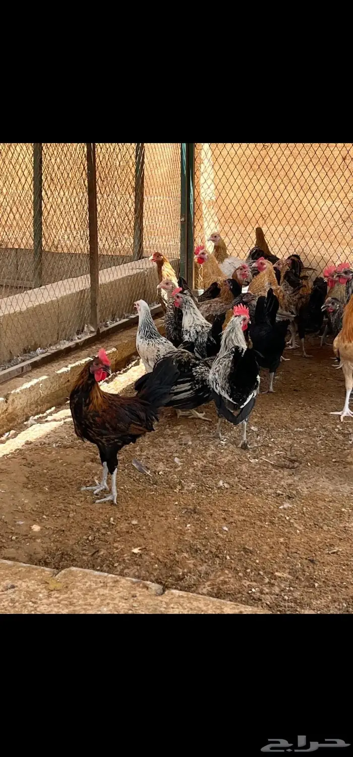 دجاج بلدي خاص 1