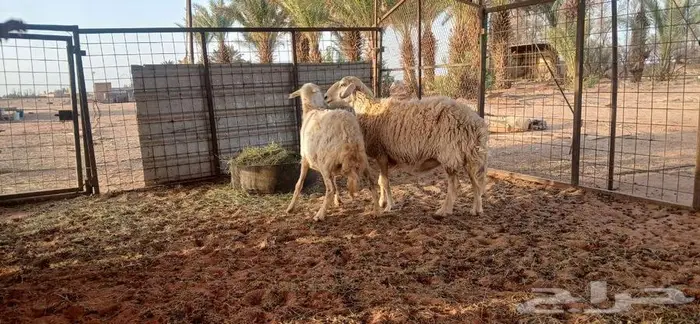غنم حيل عدد 3 2
