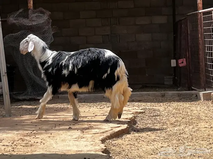 نجدي مشروع فحل صنف 2