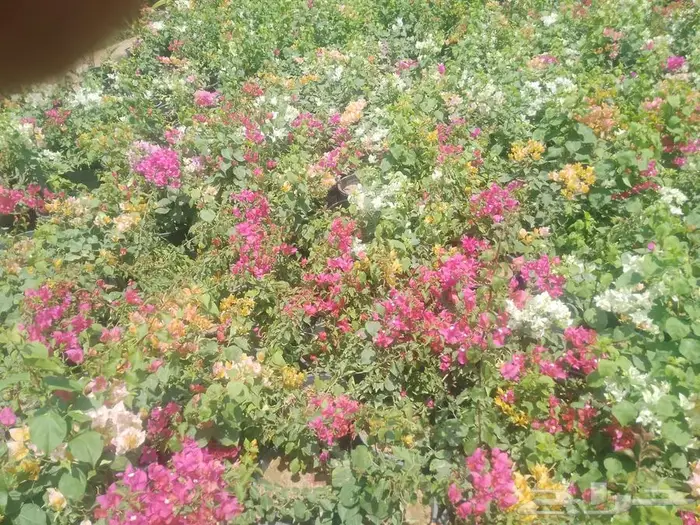 زراعة توريد جميع الشتلات 0