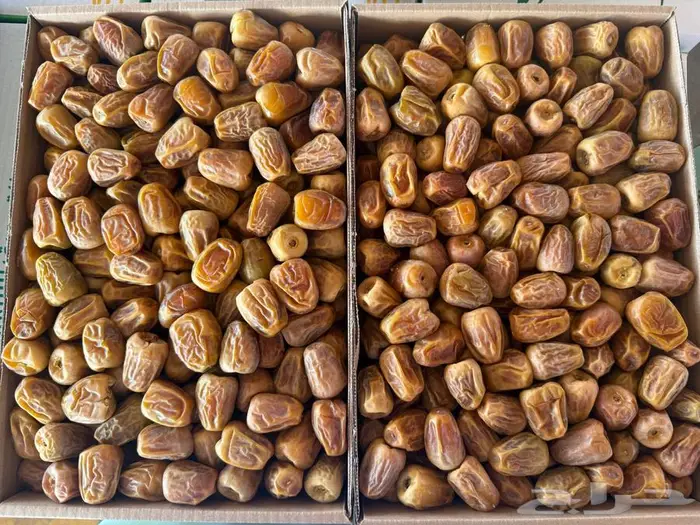 مفتل سكري درجة ثانيه 1