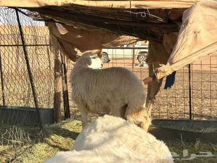 طلي فاخر من الاخر 1