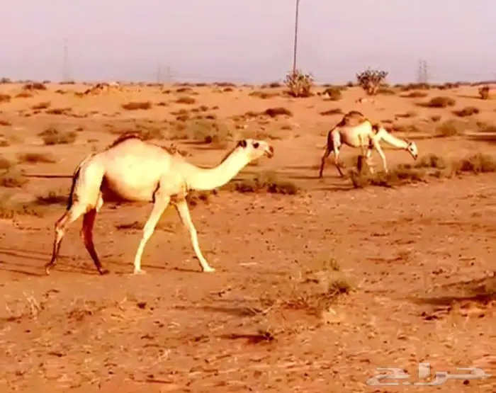 بكره شقحا رمانيه كفو 0