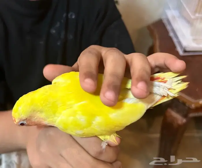 عصافير روز 0