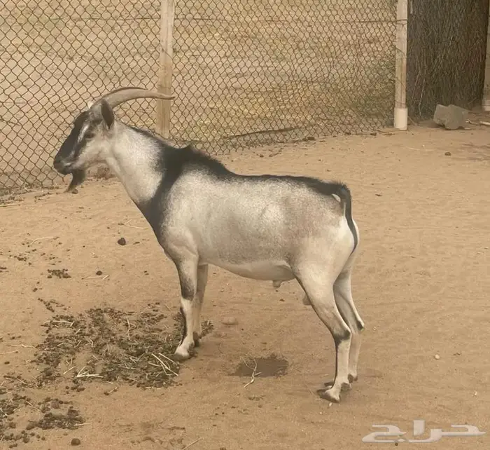 هجين وعل 0