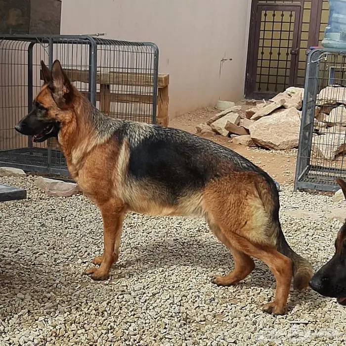 بيور جيرمن شيبرد شولاين 3