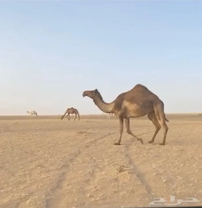 للبيع الناقه الرباع الحايل 0