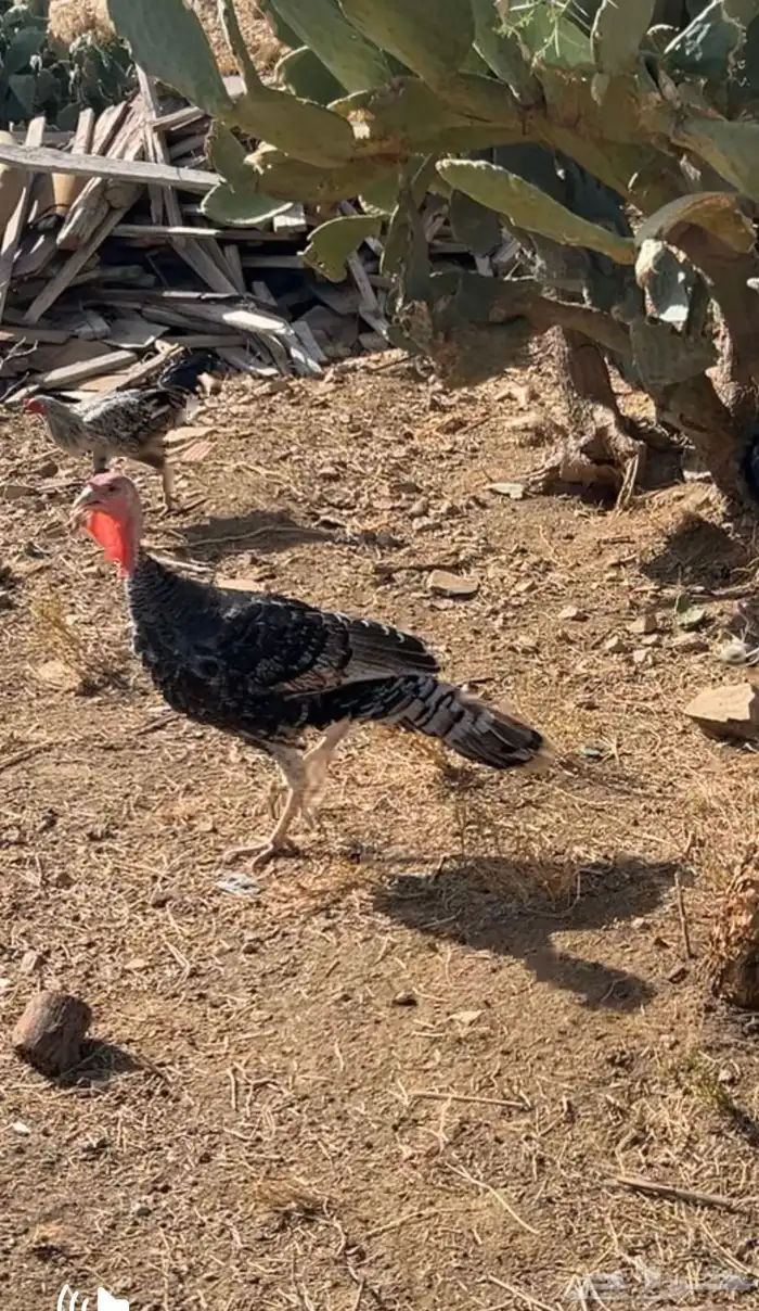 ديك رومي للبيع 0