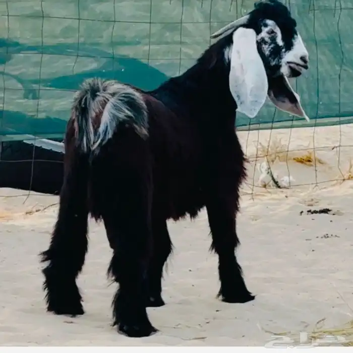 تيس عارضي فحل جذع 4
