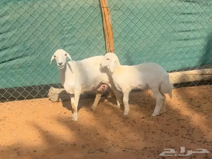 شاه حريه متبع وبهم حري ونعيم 0