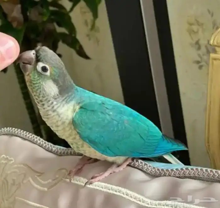 فروخ سينامون تركواز كنيور غر 0