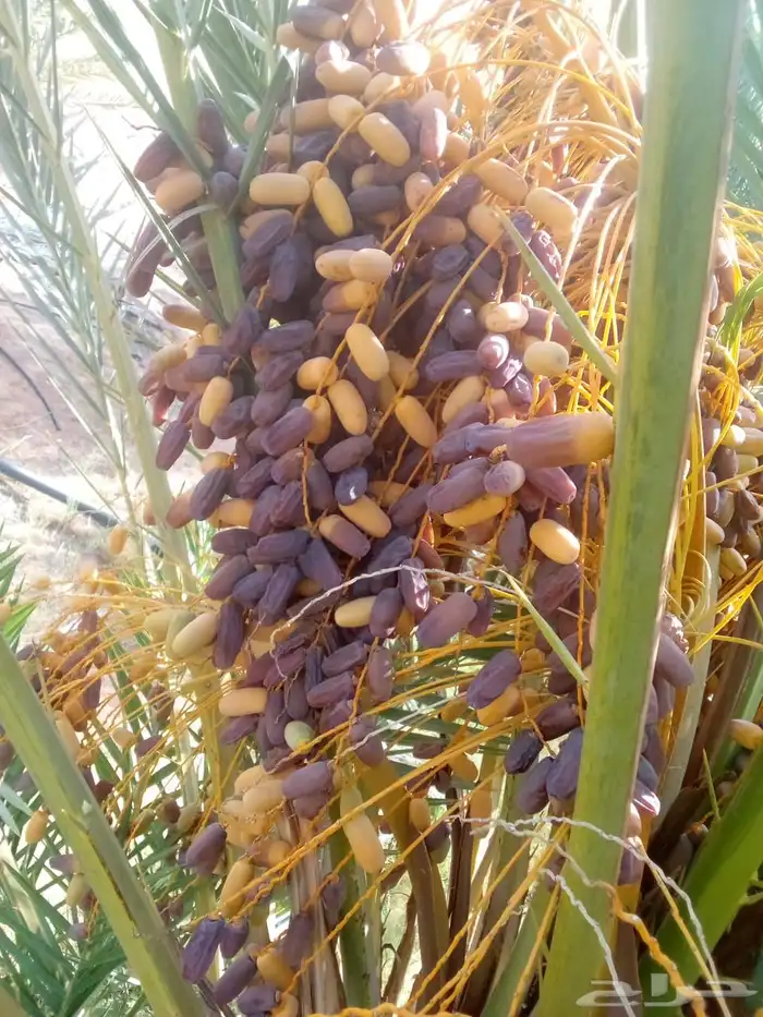 صيف برني العلا العذيب مبروم 8