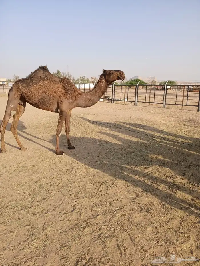 نياق ضرايب 0