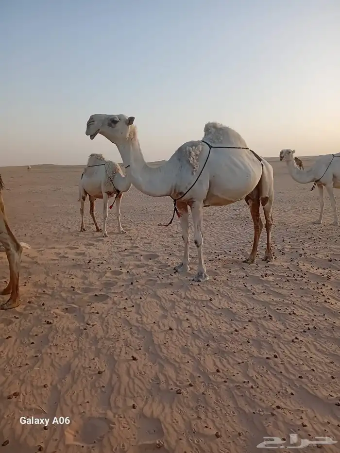 عشرا للبيع تحتها قعود ساسها من ابل مبلش البقمي 1