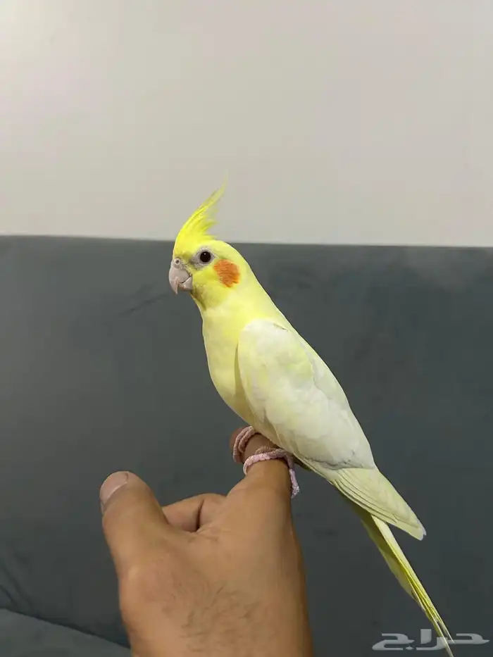 كروان لاتينو اليف 2