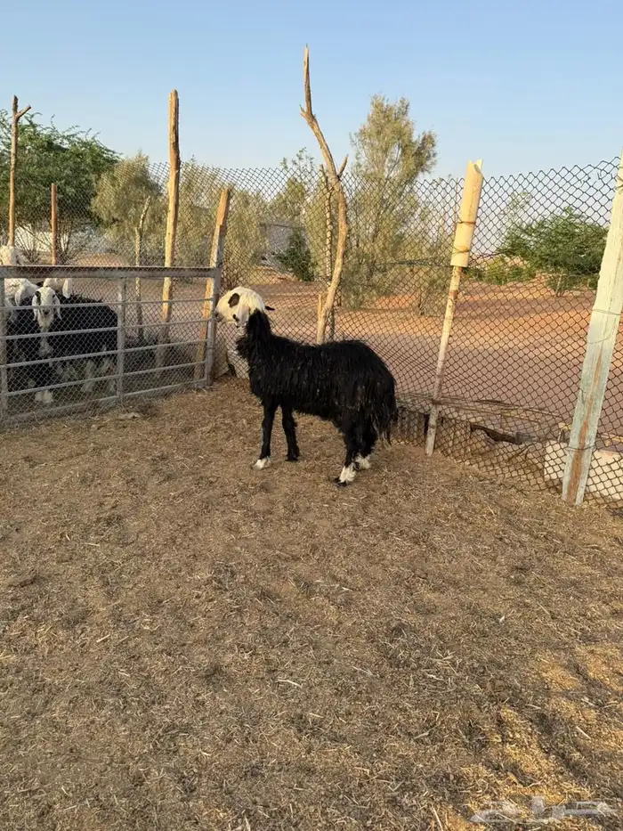 مشروع فحل وشاه نجديه 6