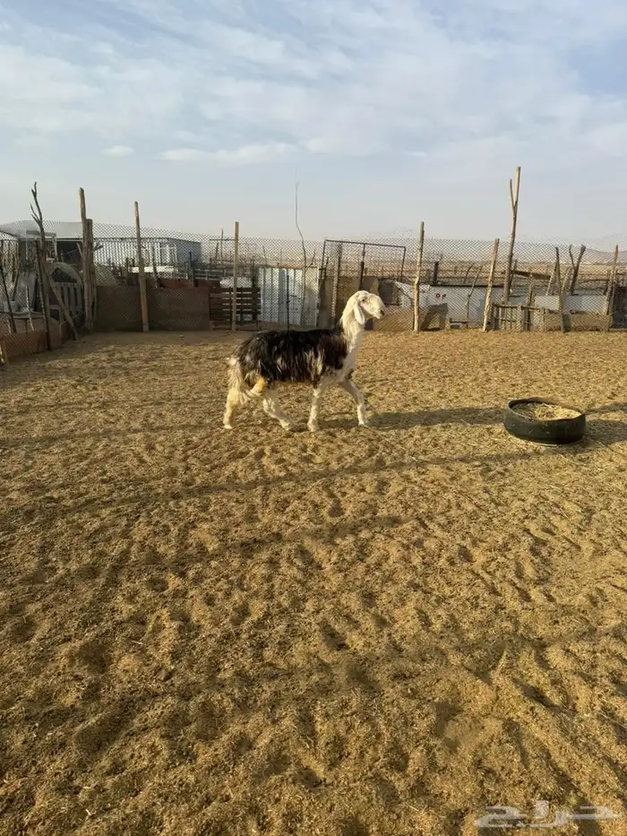 مشروع فحل وشاه نجديه 5