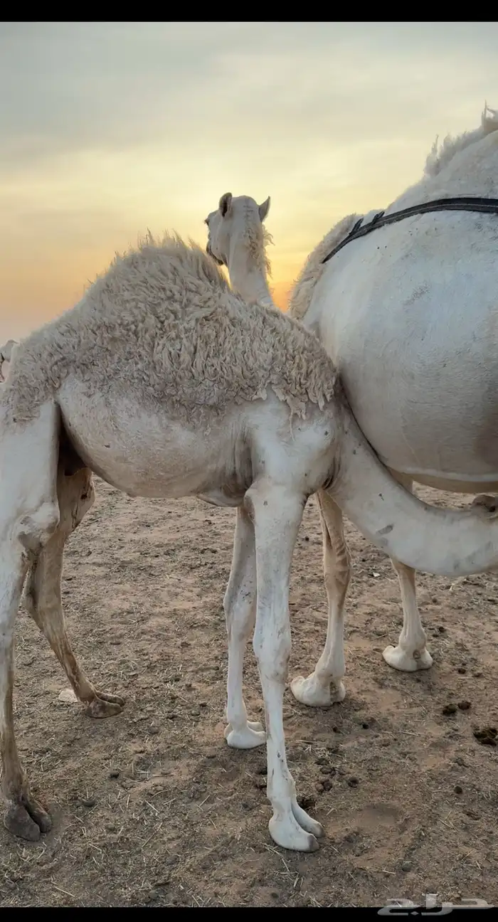 قعود كفو عمره 7 ونص 1
