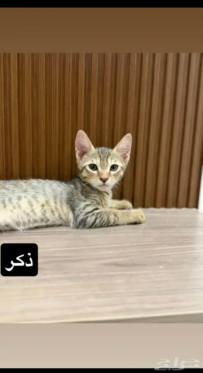 قطط للتبني 0