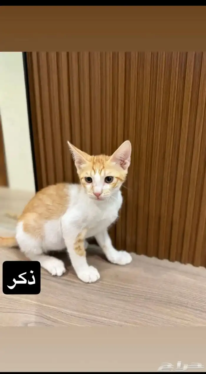 قطط للتبني 1