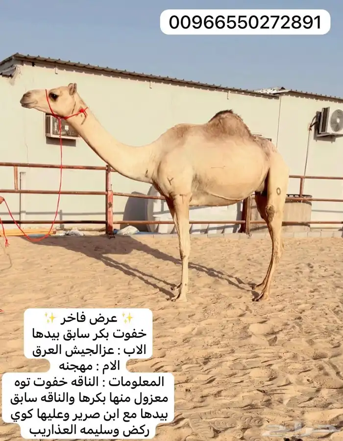 خفوت هجن بكر سابق بيدها 0