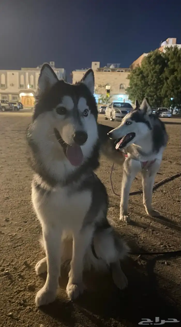 جراوي هاسكي بيور 5