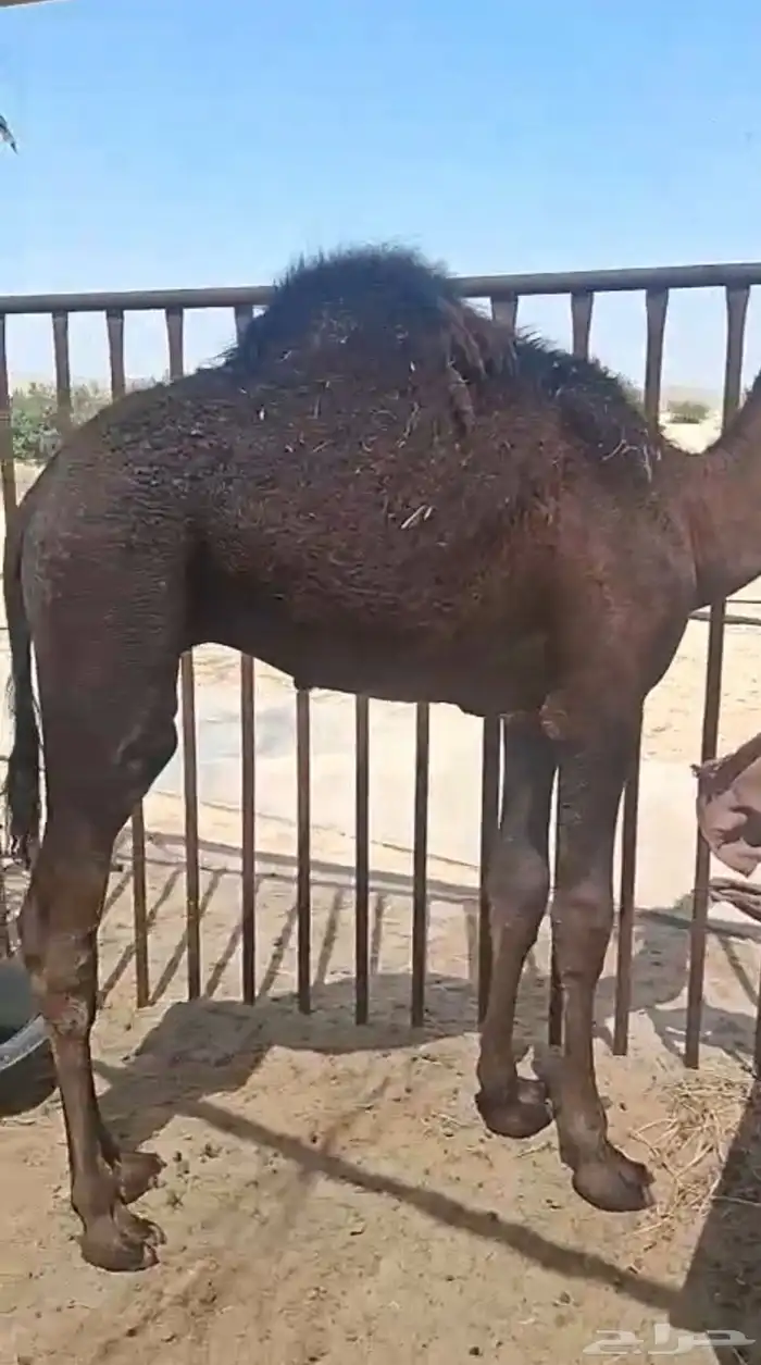 حاشي لباني عمره 7 اشهر 0