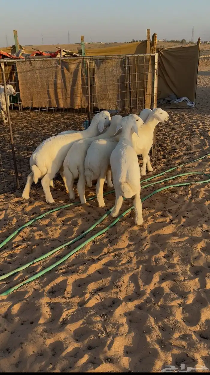 بهم تربية جبر 0