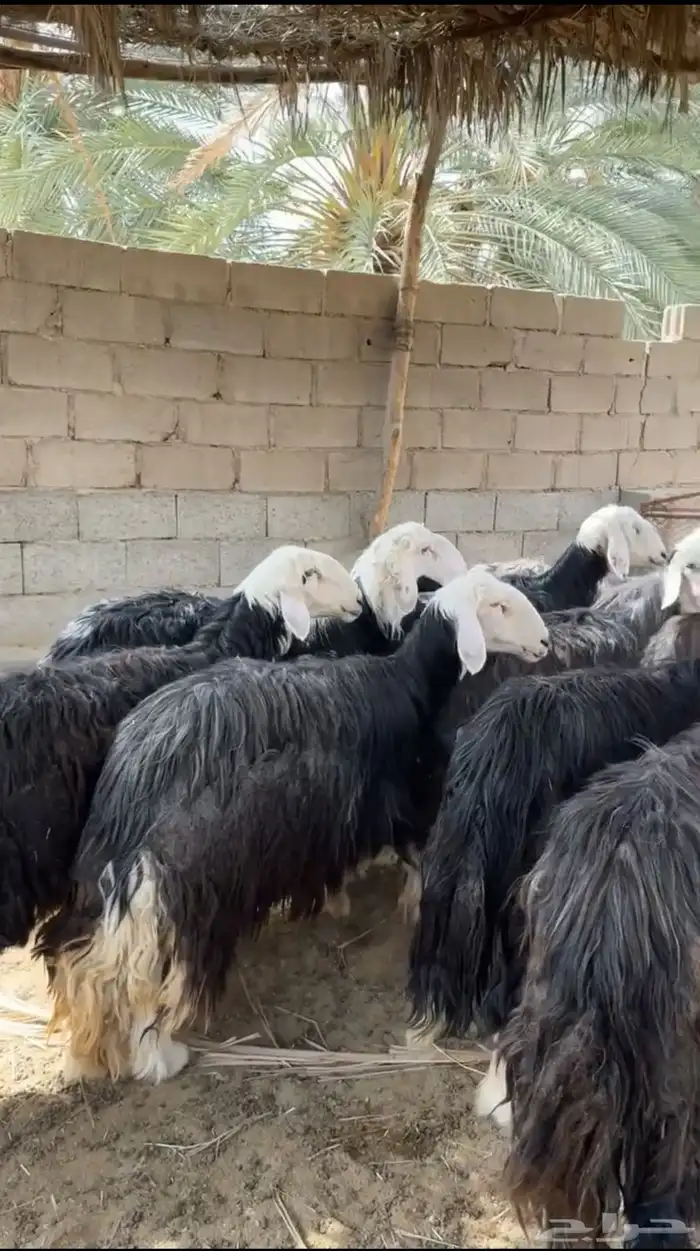 ضان نجد 9