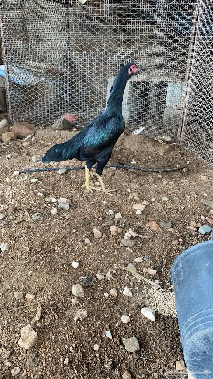 زوج سندي 2