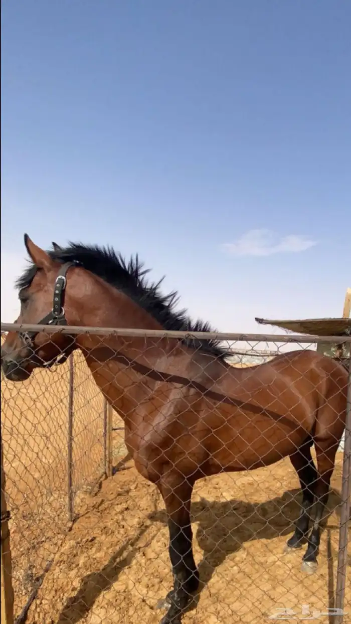 خيل شعبي 0