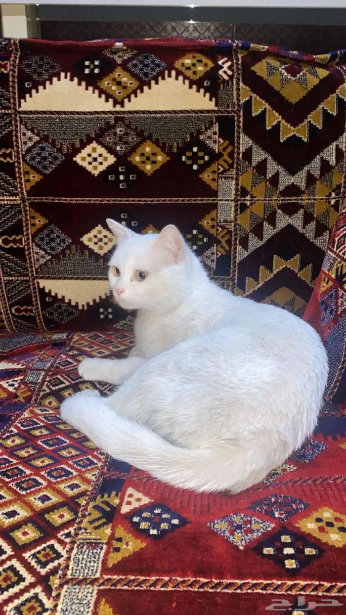 قط منزلي ابيض 0