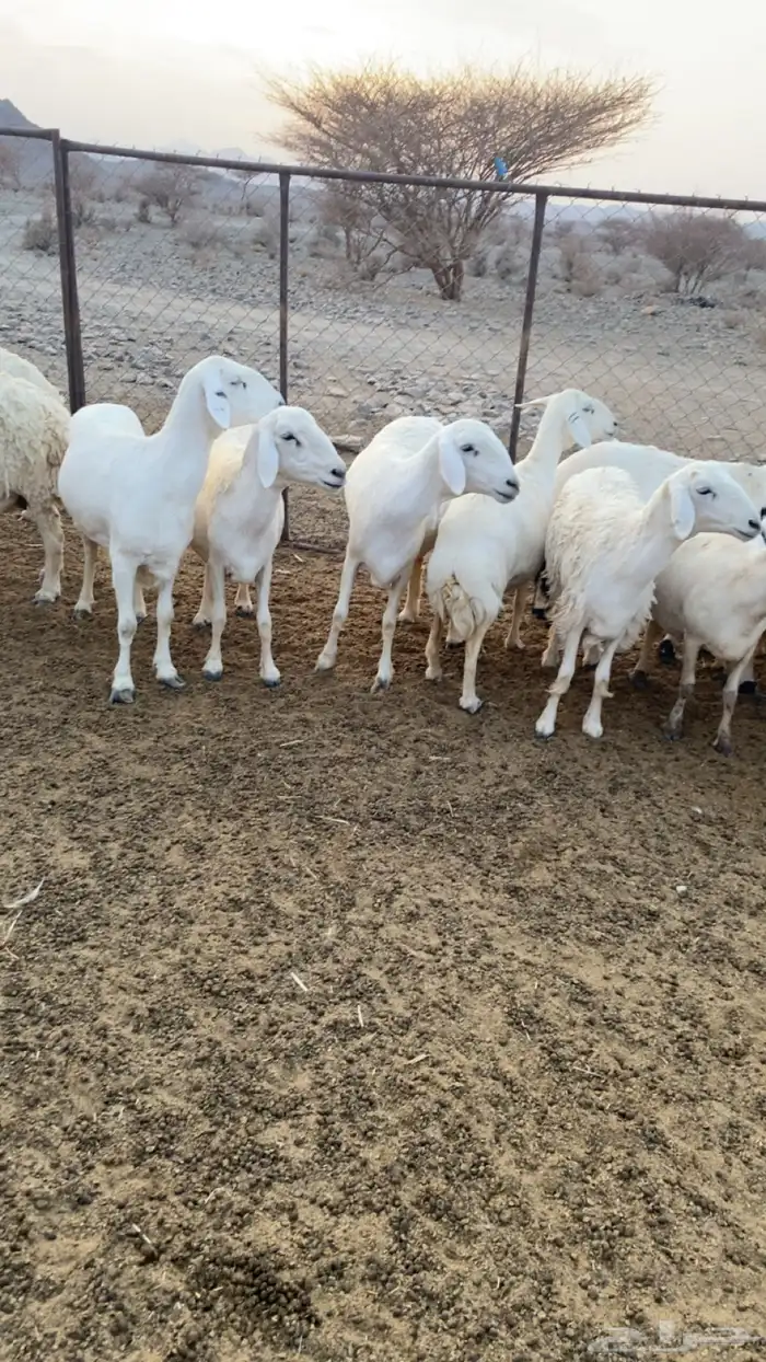 ضان للبيع 2