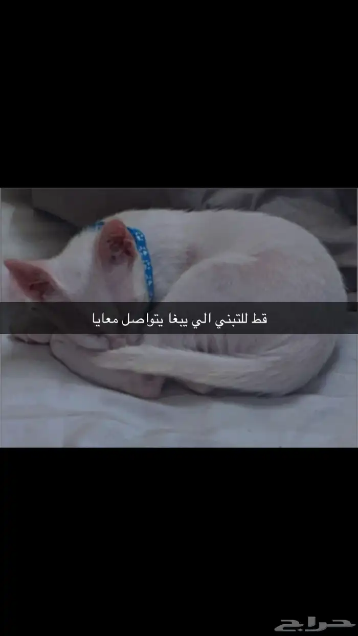 ذكر للتبني بلاش اليف مرا مرا حبوب يناسب أطفال 0