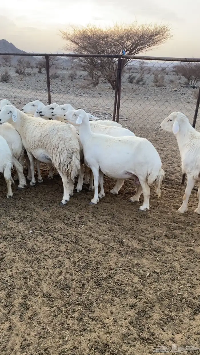 ضان للبيع 0