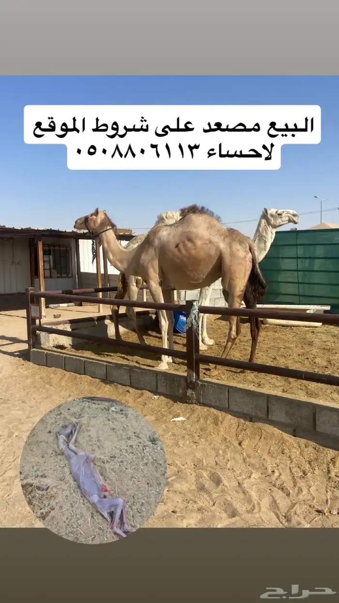 صعود 0