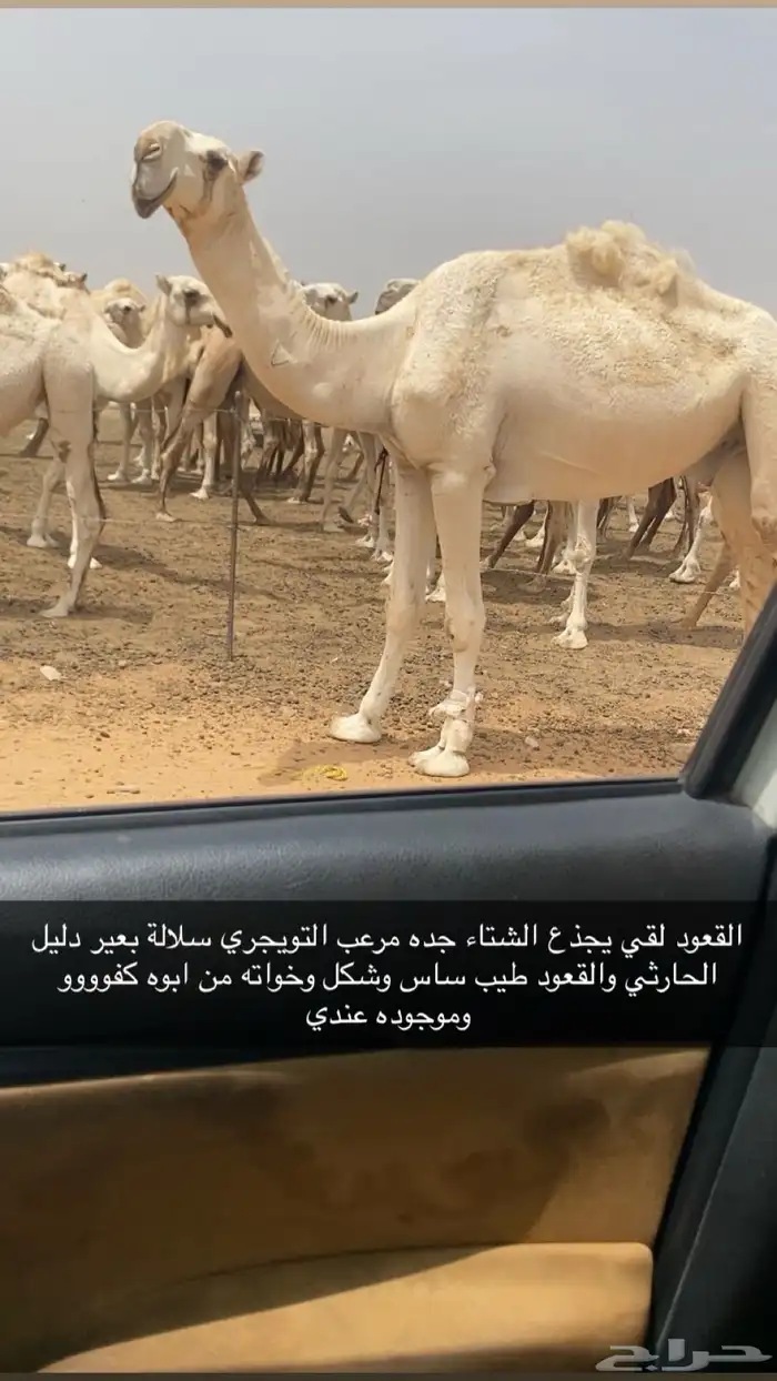 قعود لقي كفو 0