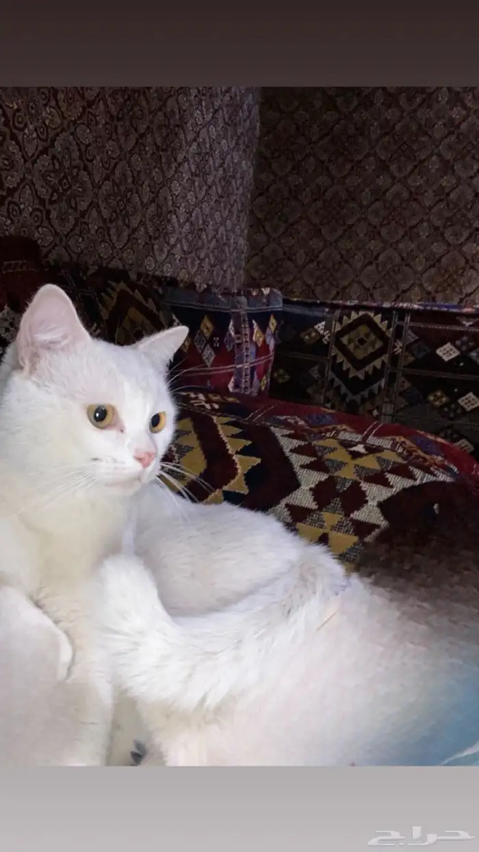 قط منزلي ابيض 3