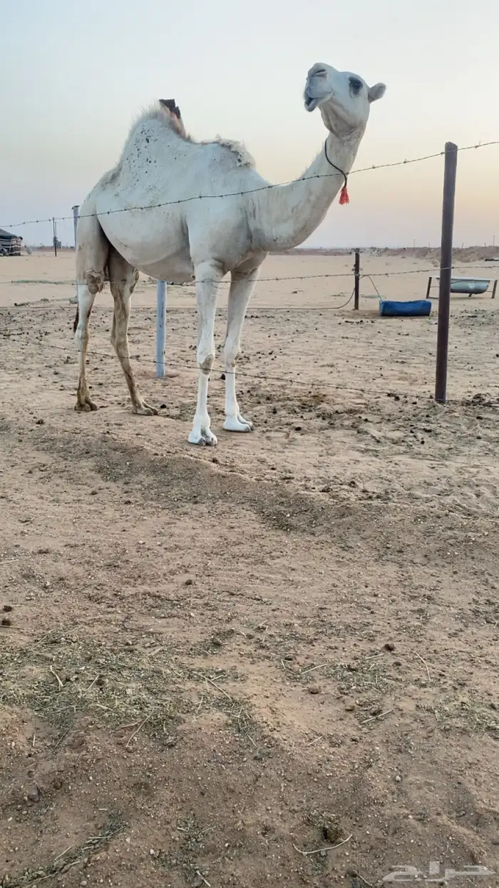 لقحه كفو 1
