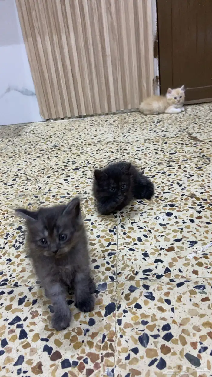 قطط للبيع 1