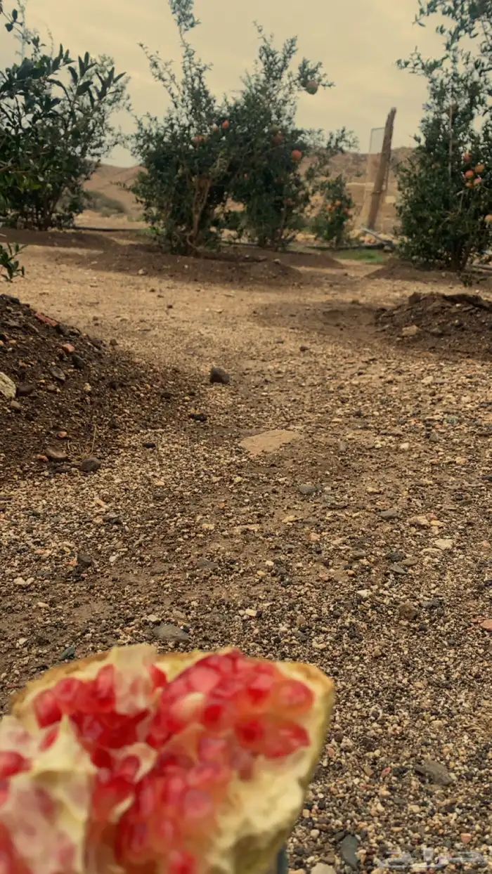 للبيع. رمان طعم. وذوق ولون. من. رمان. جوف ال معمر. 2