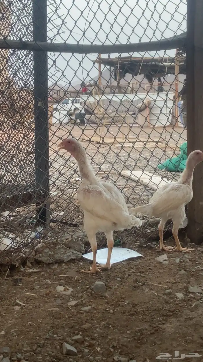 دجاجتين باكستاني 0