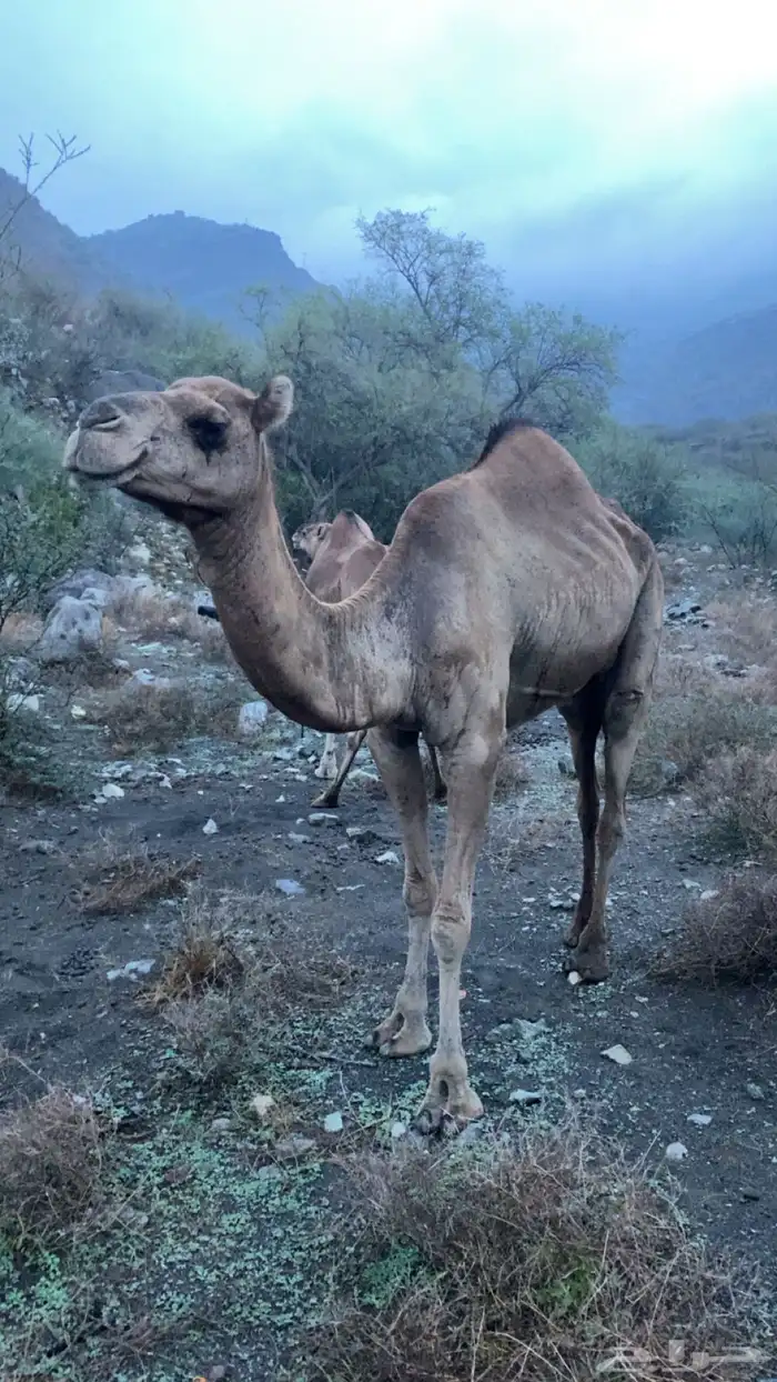 ابل عوادي وحده ساحلية 2