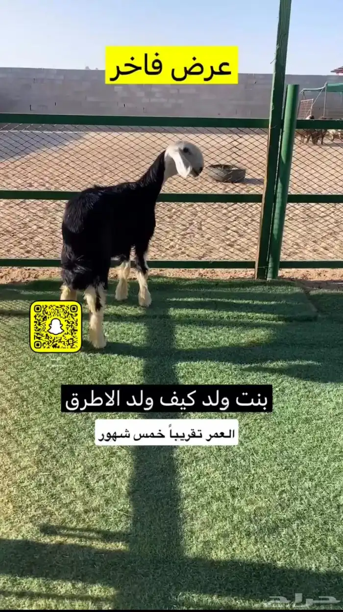 نجديه معرفه فاخره 1
