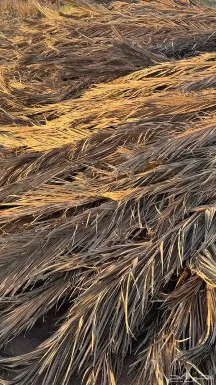 سعف او عسيب 0