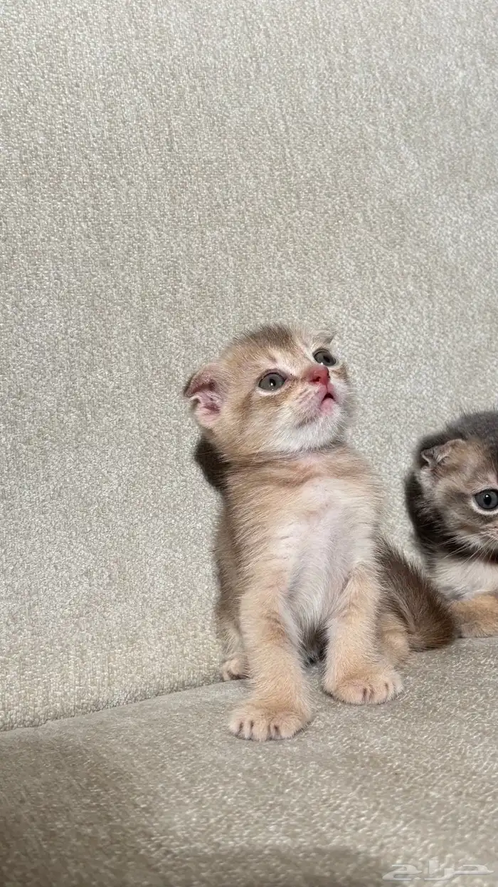 للبيع قطط صغيره سكوتش الحجم نتفه 9